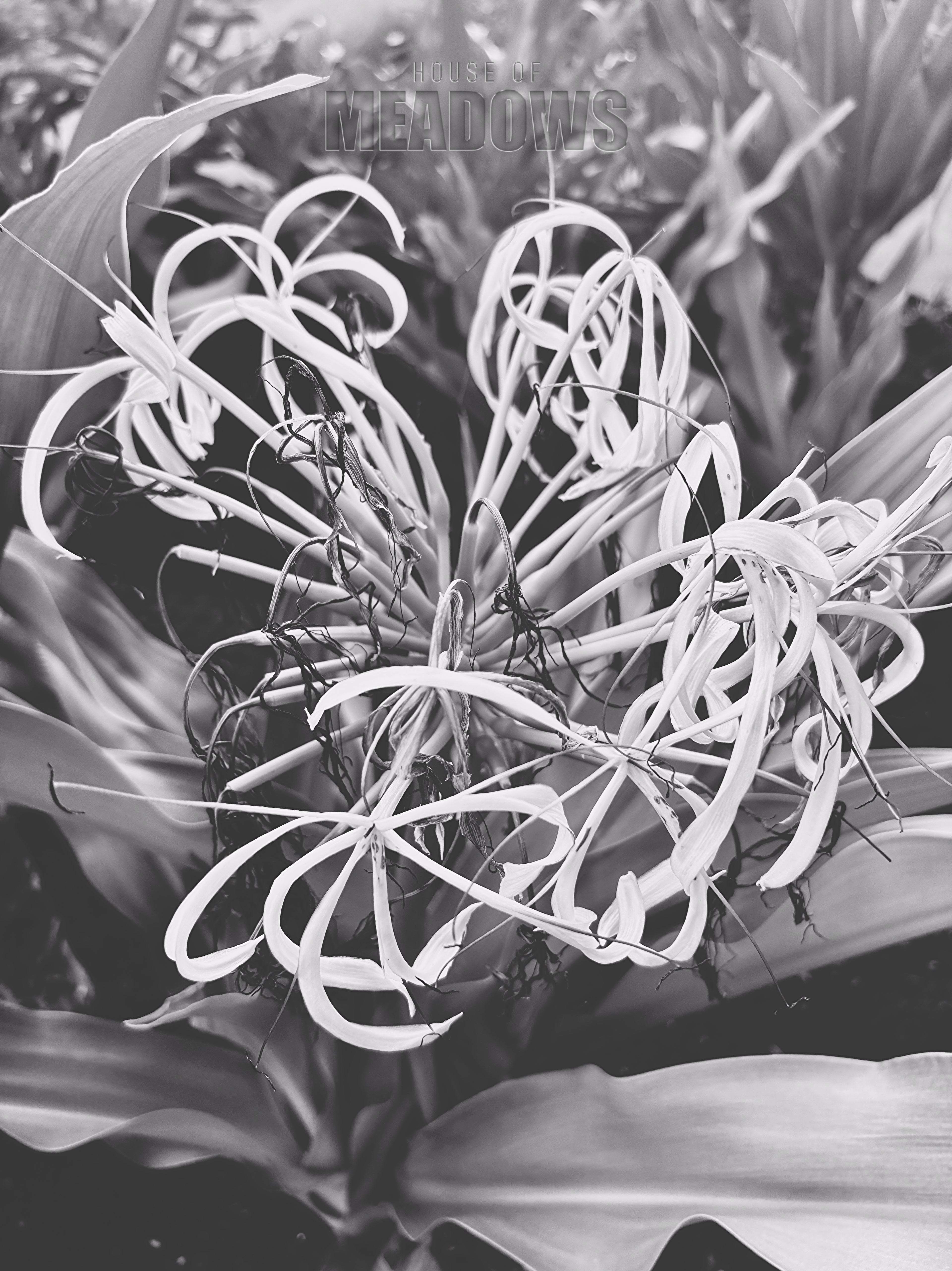 Close-up of a plant with long, thin leaves in black and white.