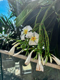 Paradis No. 8 | 5x7 Botanical Postcard