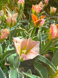 Pink tulips with green leaves in a garden setting