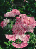 The Garden Blushes Bundle | Botanical Print Digital Download