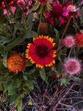 red and yellow gaillardia wildflowers in a summer garden
moody floral photography
