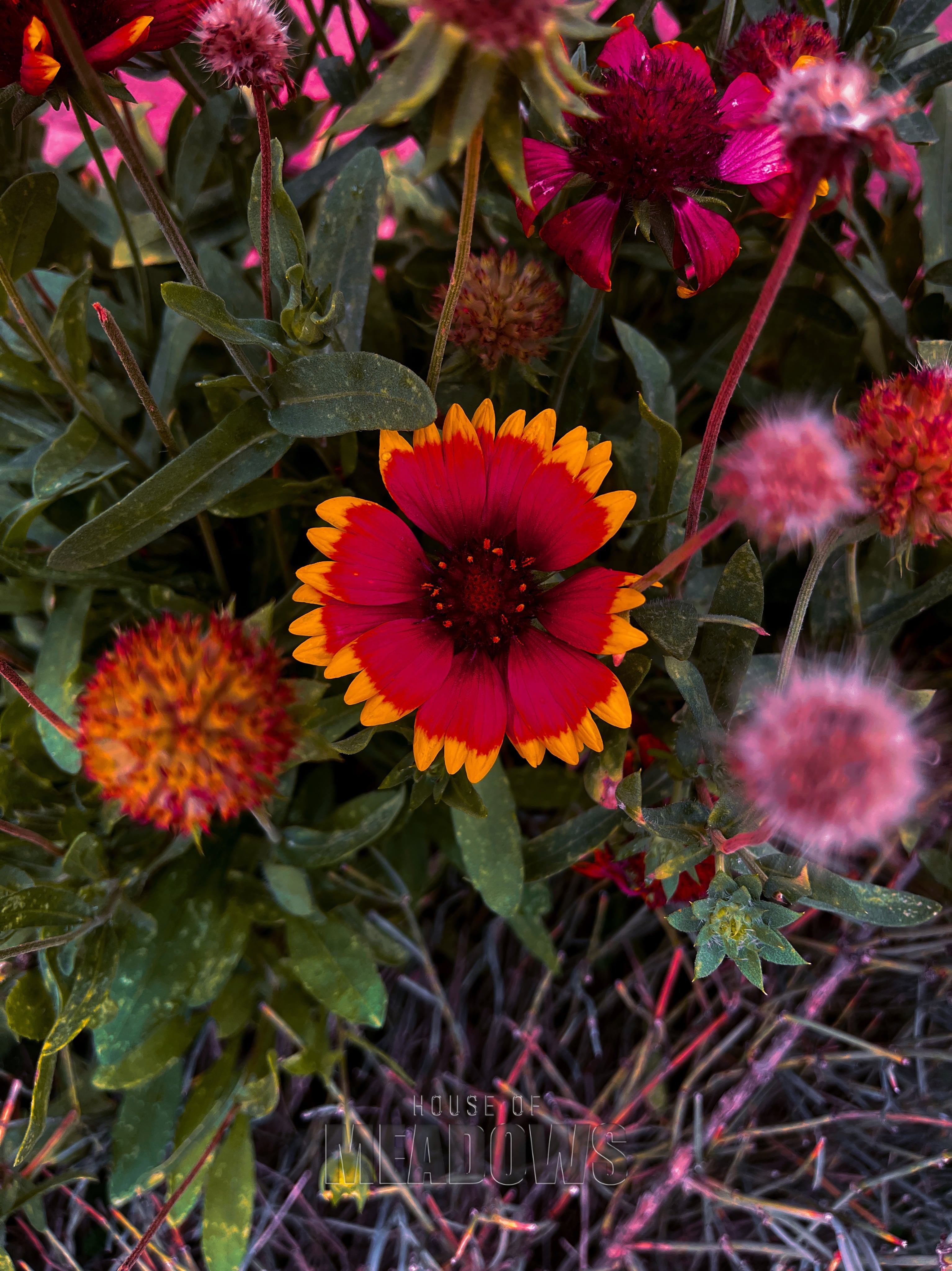 red and yellow gaillardia wildflowers in a summer garden
moody floral photography
