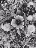 Black and white close-up of a flower surrounded by leaves and other plants