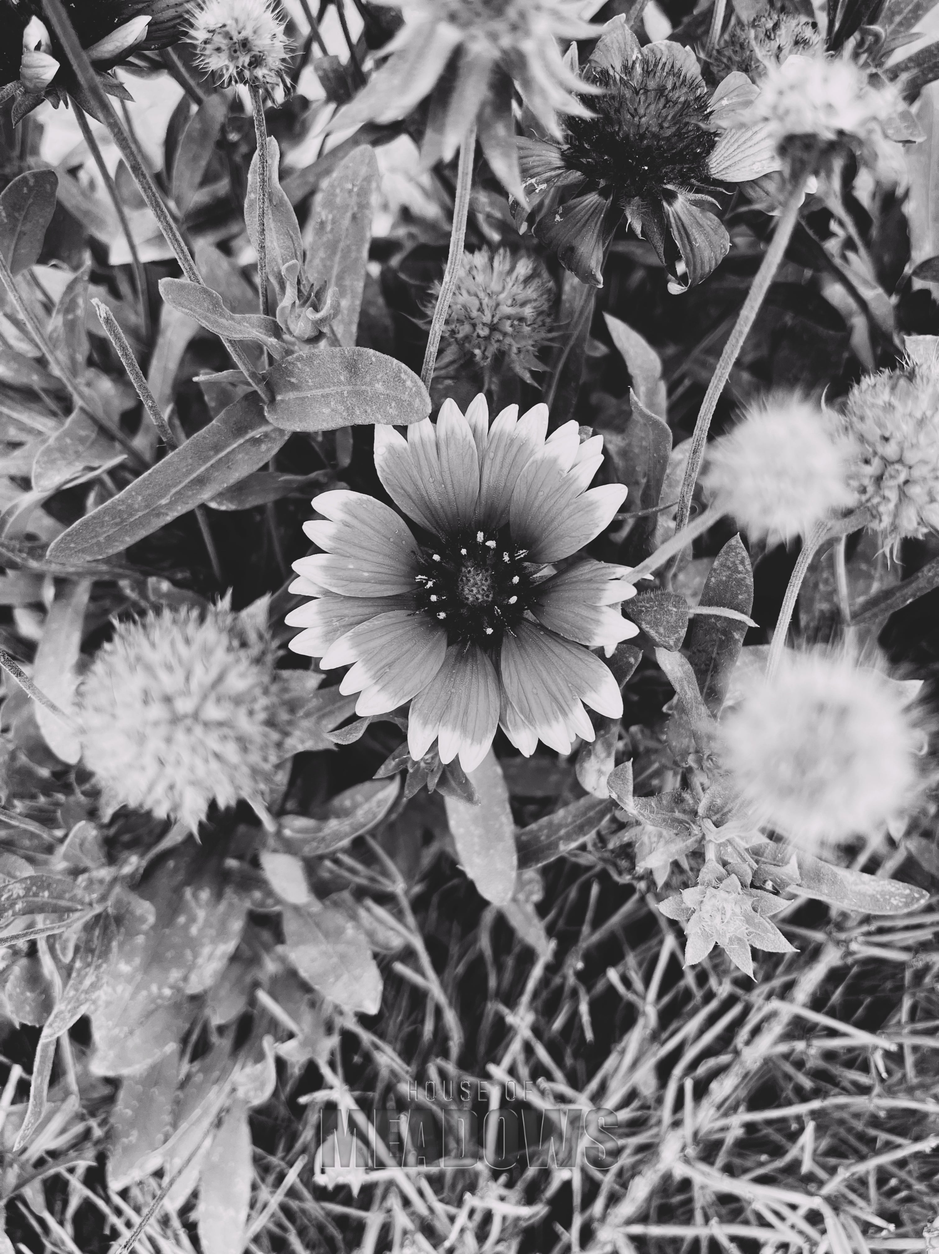 Black and white close-up of a flower surrounded by leaves and other plants