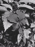 Close-up of leaves with a black and white filter