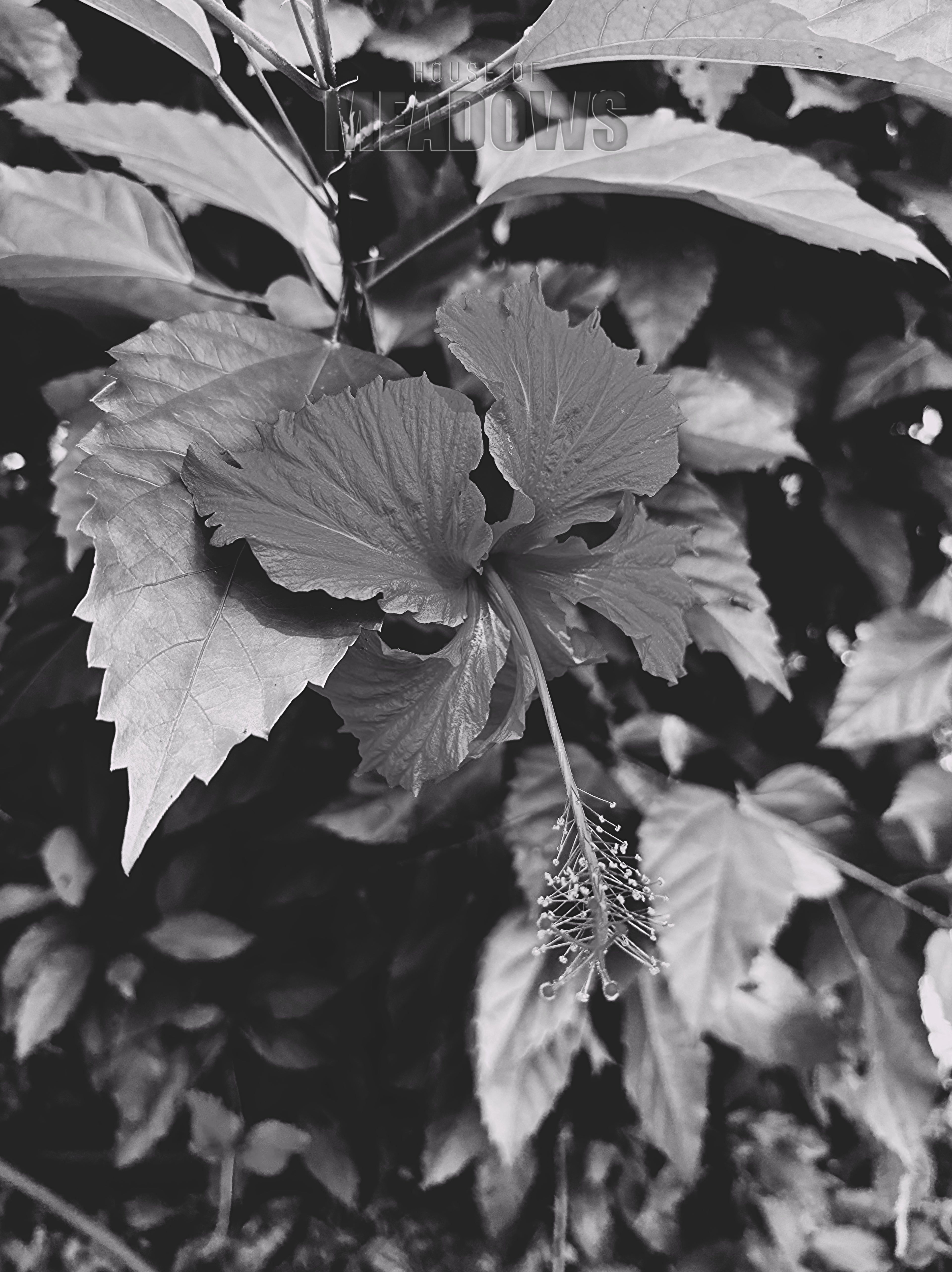 Close-up of leaves with a black and white filter