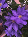 Close-up of vibrant purple clematis flowers with green leaves.