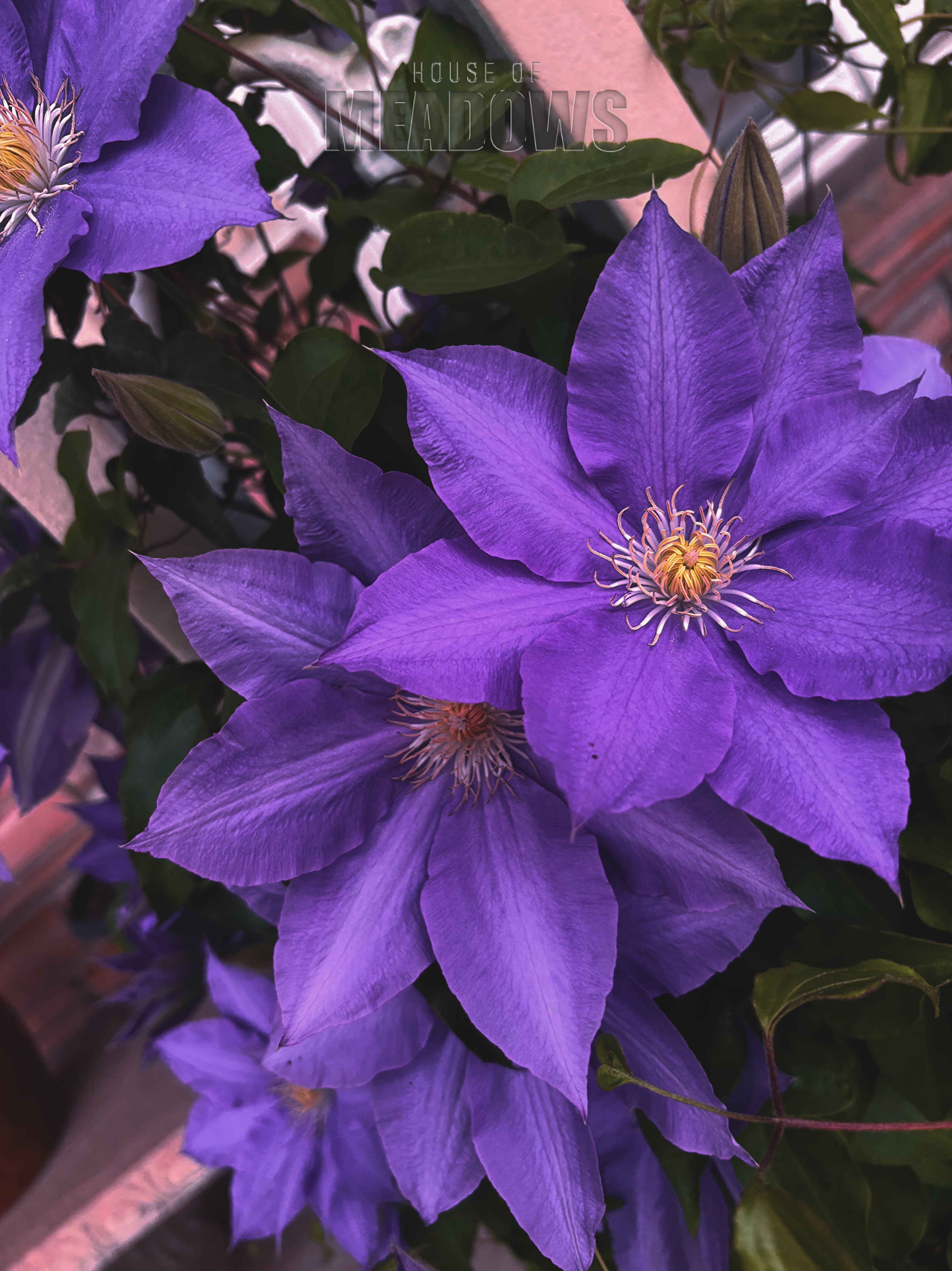 Close-up of vibrant purple clematis flowers with green leaves.