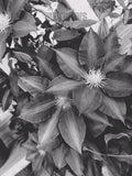 Close-up of a plant with large leaves and small flowers in black and white.