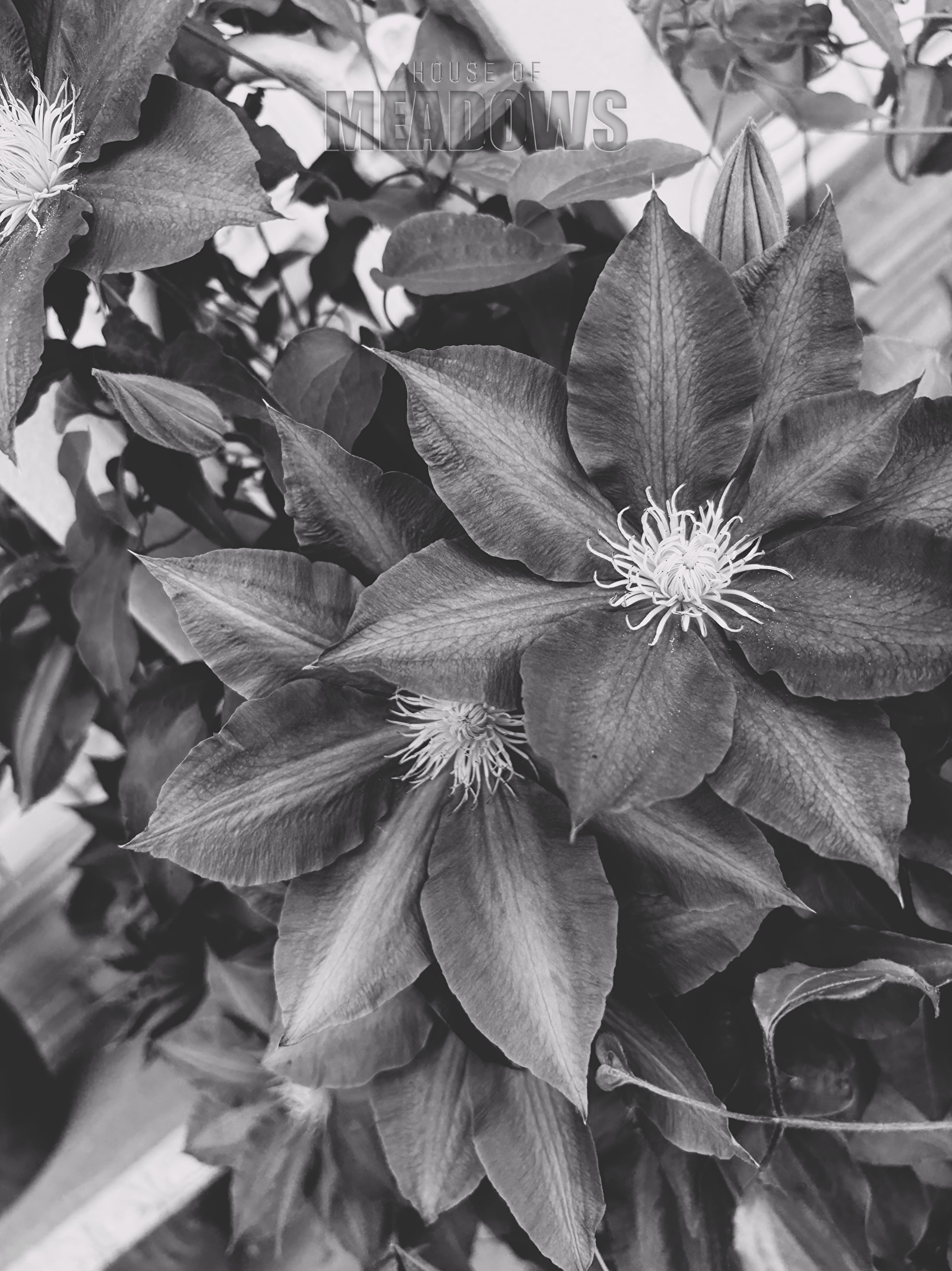 Close-up of a plant with large leaves and small flowers in black and white.