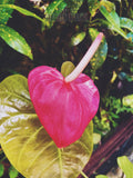 Pink heart-shaped flower with green leaves in the background
