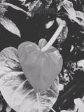 Close-up of a leaf with 'House of Meadows' branding in the corner.
