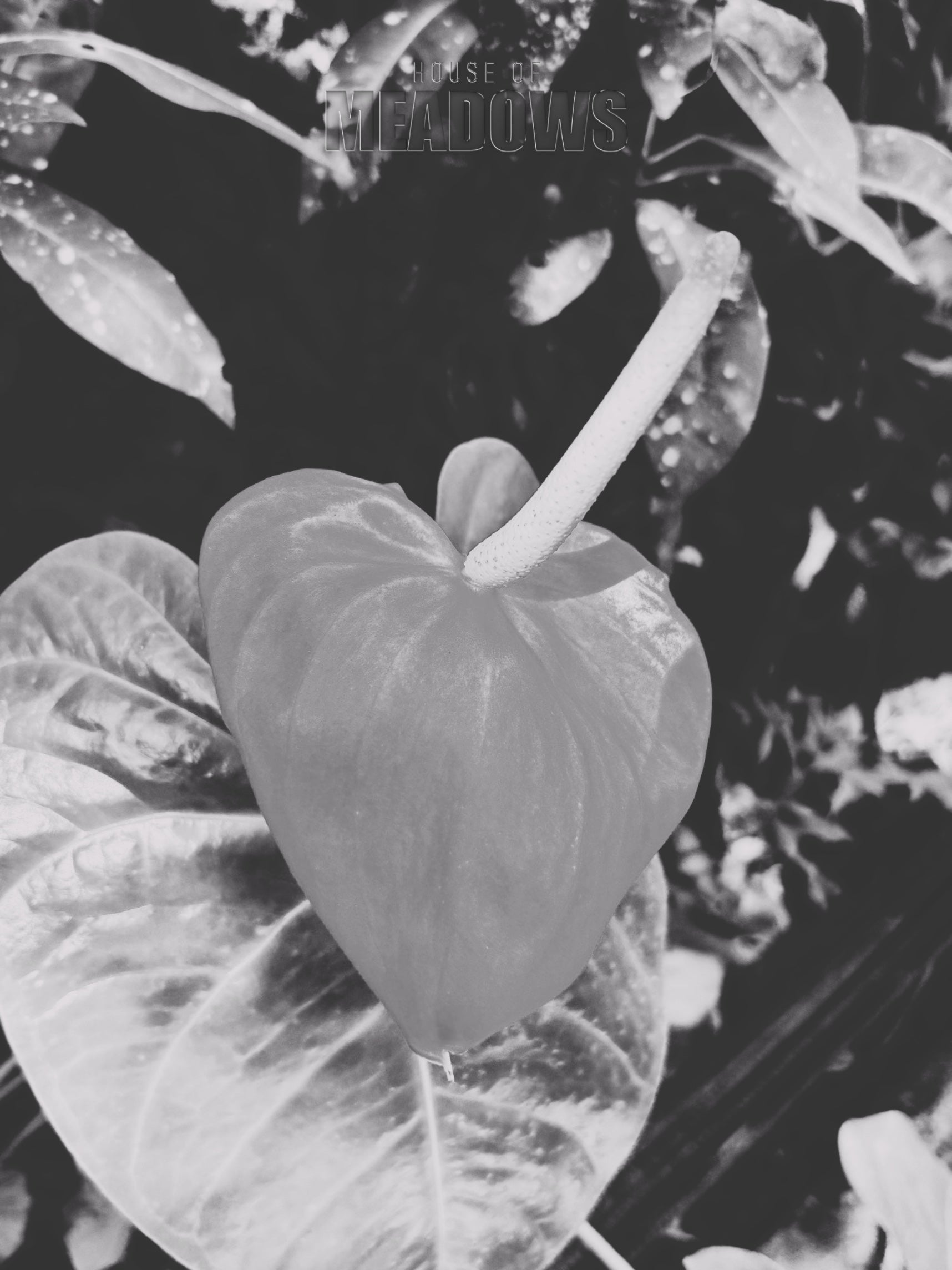 Close-up of a leaf with 'House of Meadows' branding in the corner.