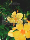 Wet Hot Nights Bundle | Botanical Print Digital Download
