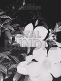 Wet Hot Nights Bundle (Shadow) | Botanical Print Digital Download