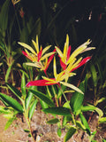 Tropical plant with red and yellow flowers in a natural setting