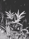 Black and white photo of a plant with a dark background
