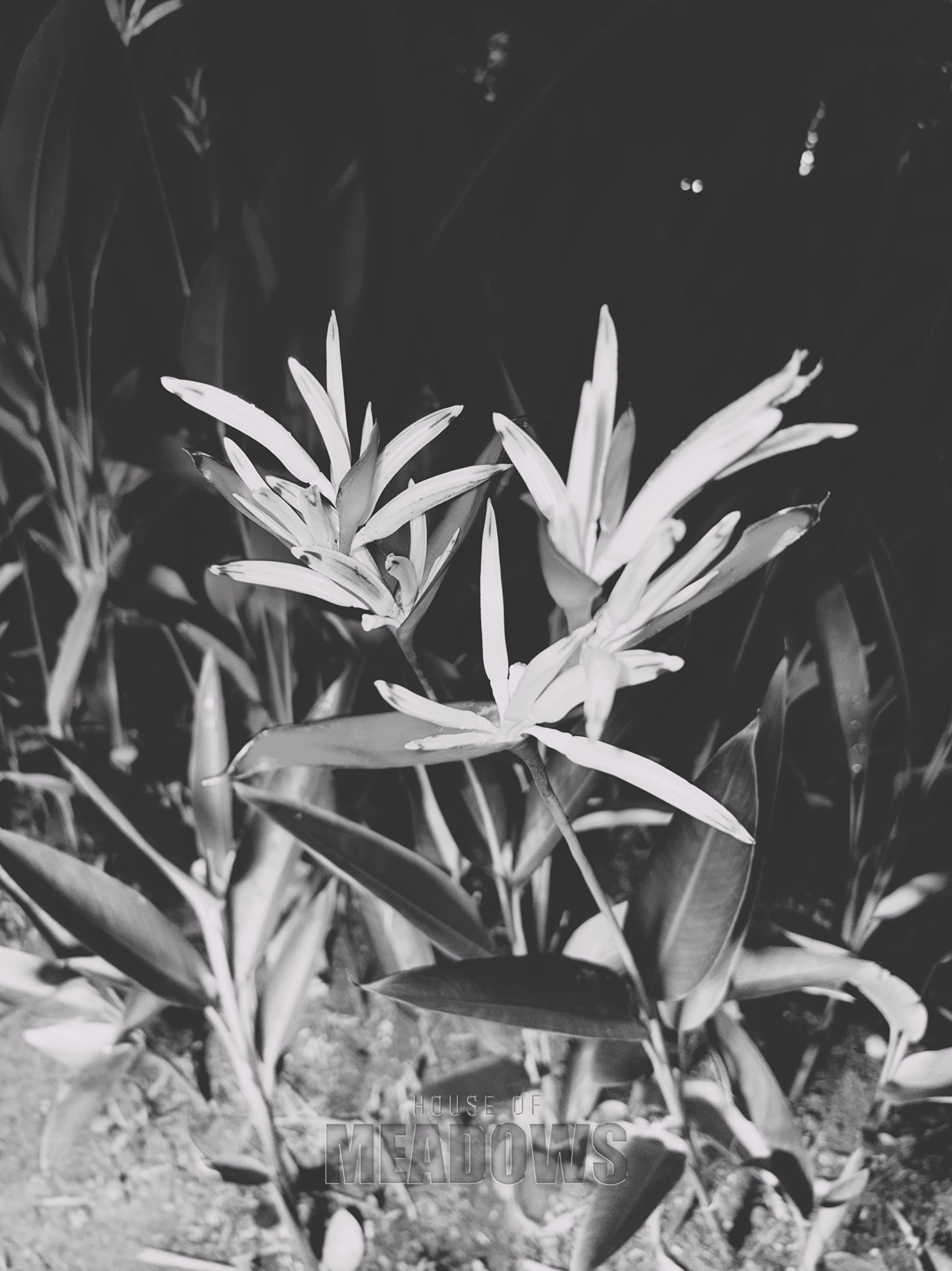Black and white photo of a plant with a dark background