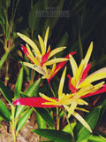 Heliconia flowers with vibrant red and yellow petals in a natural setting.