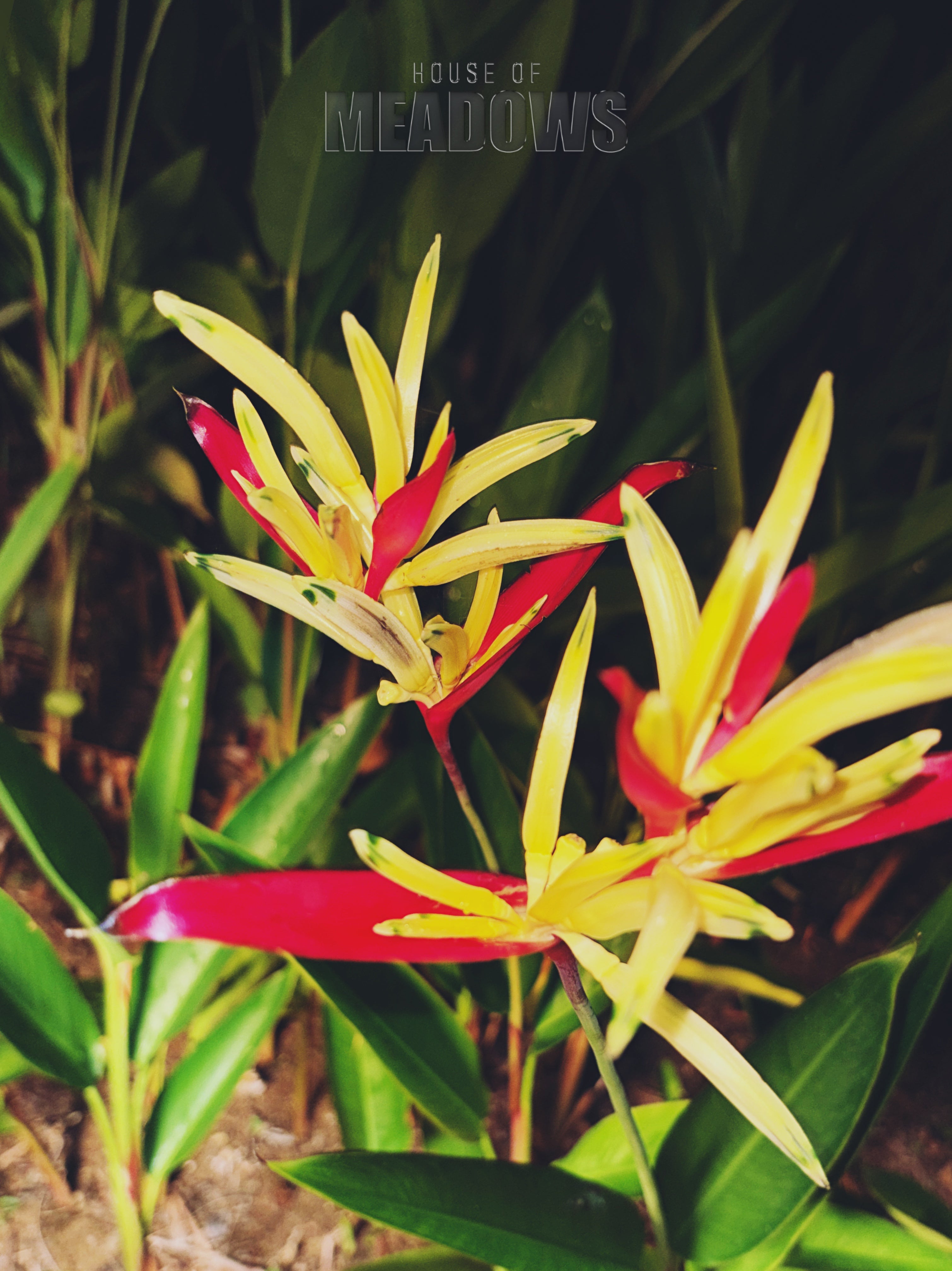 Heliconia flowers with vibrant red and yellow petals in a natural setting.
