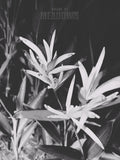 Black and white image of a plant with 'House of Meadows' text.