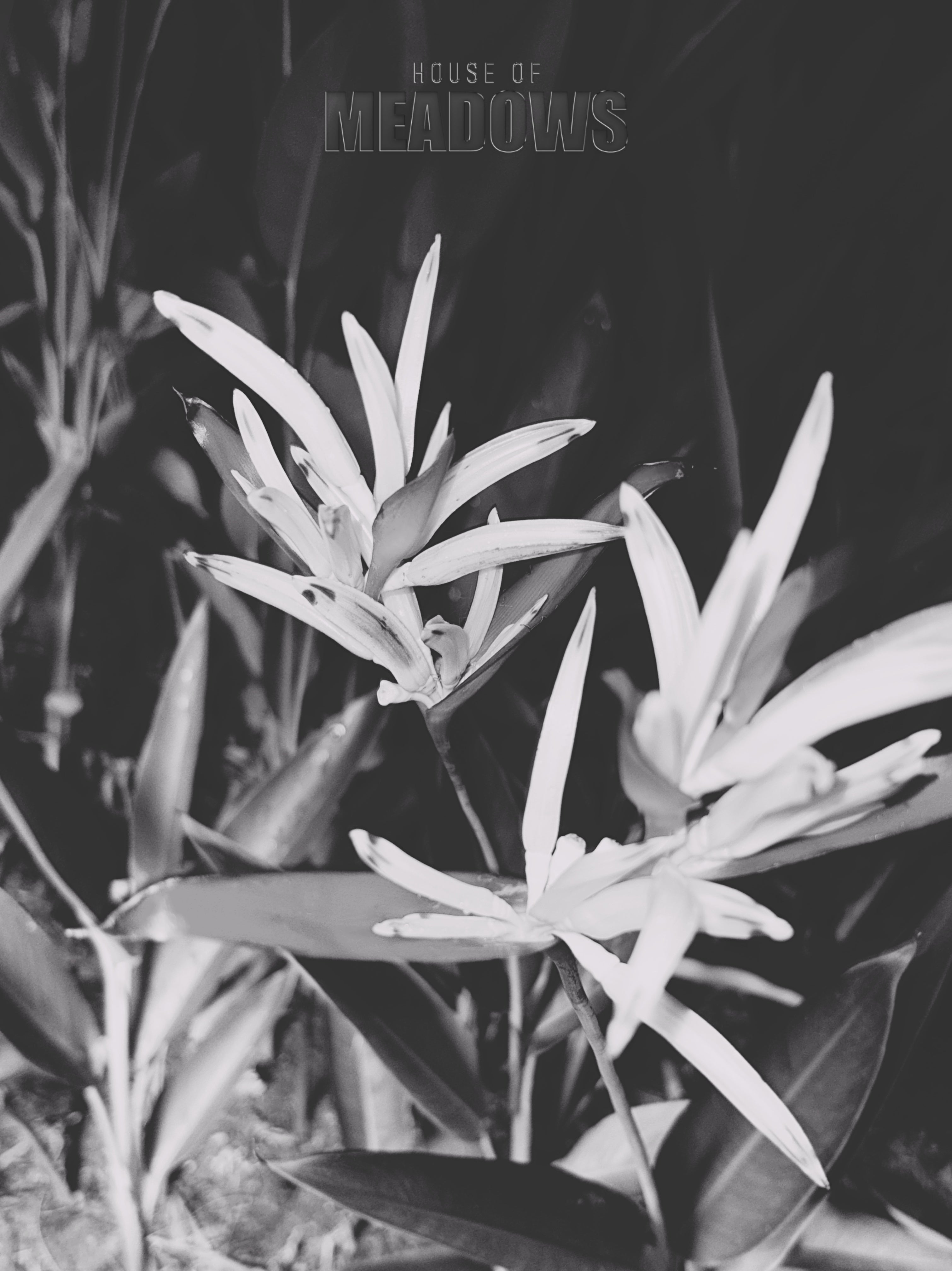 Black and white image of a plant with 'House of Meadows' text.