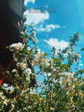 Floral branch with white flowers against a blue sky