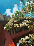 Flowering tree branch with white flowers against a blue sky and red wooden structure.