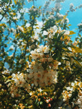 White flowers on a tree branch with a blue sky background