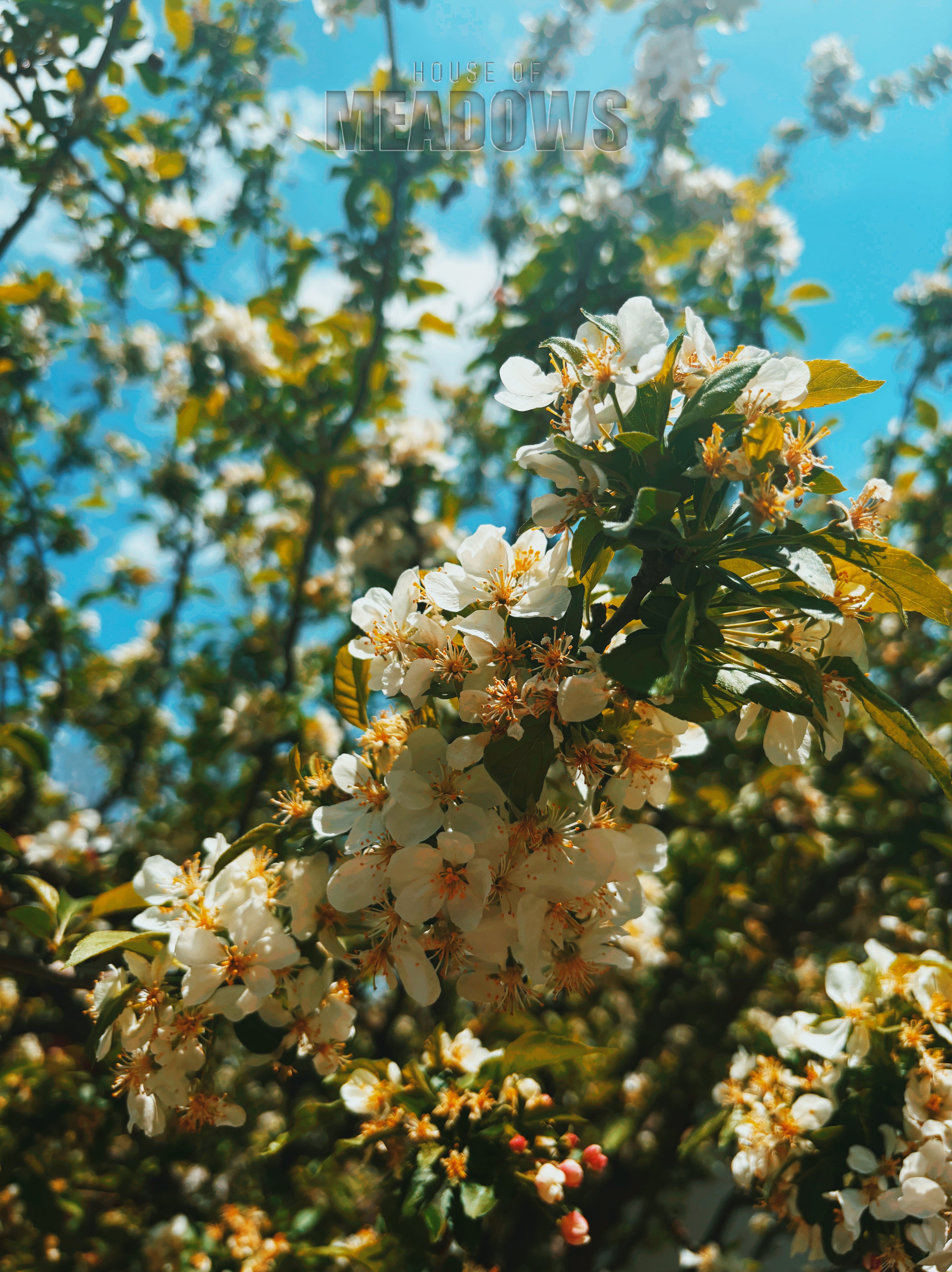 White flowers on a tree branch with a blue sky background