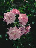 The Garden Blushes I | 5x7 Botanical Postcard