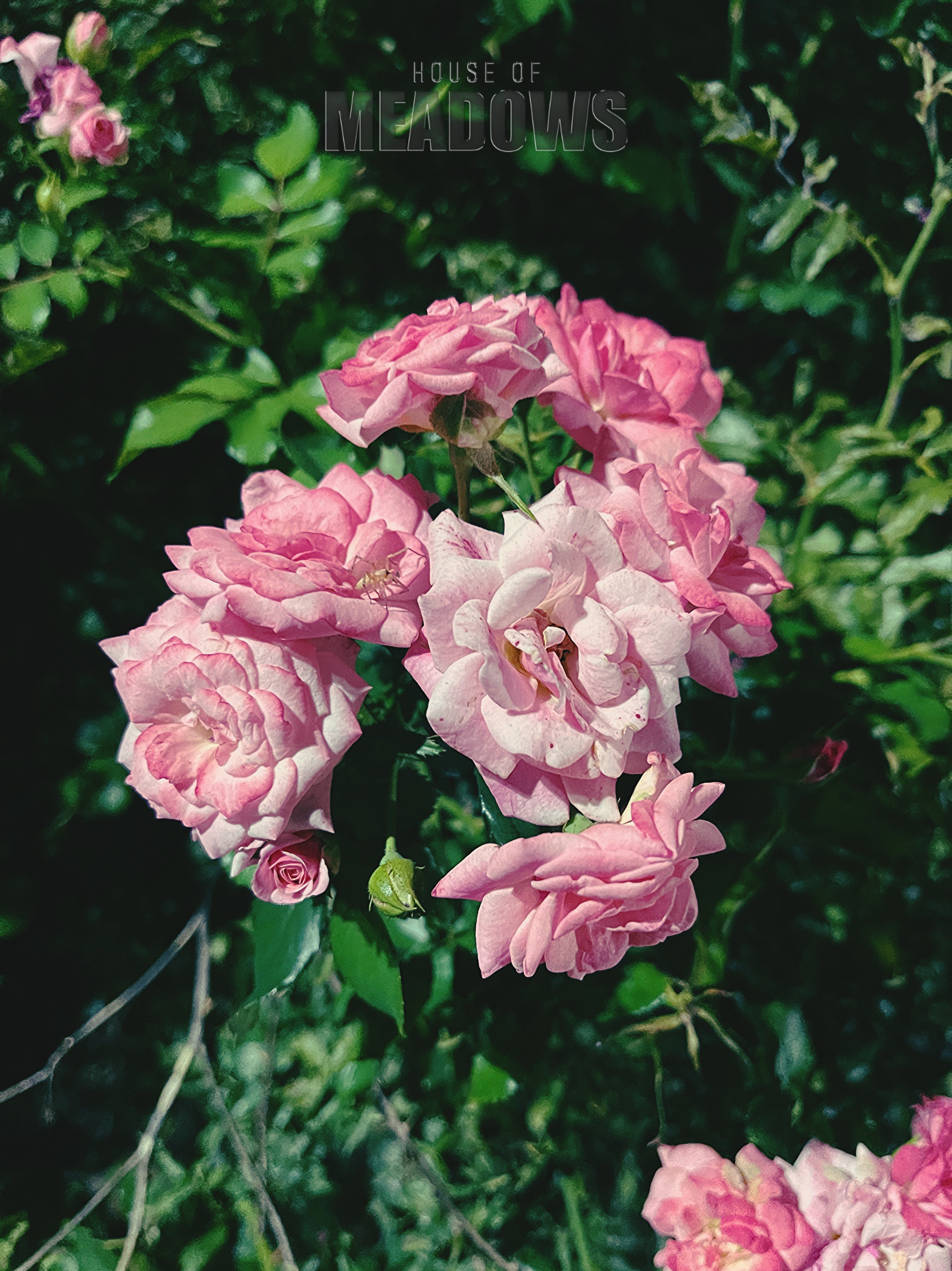 The Garden Blushes Bundle | Botanical Print Digital Download