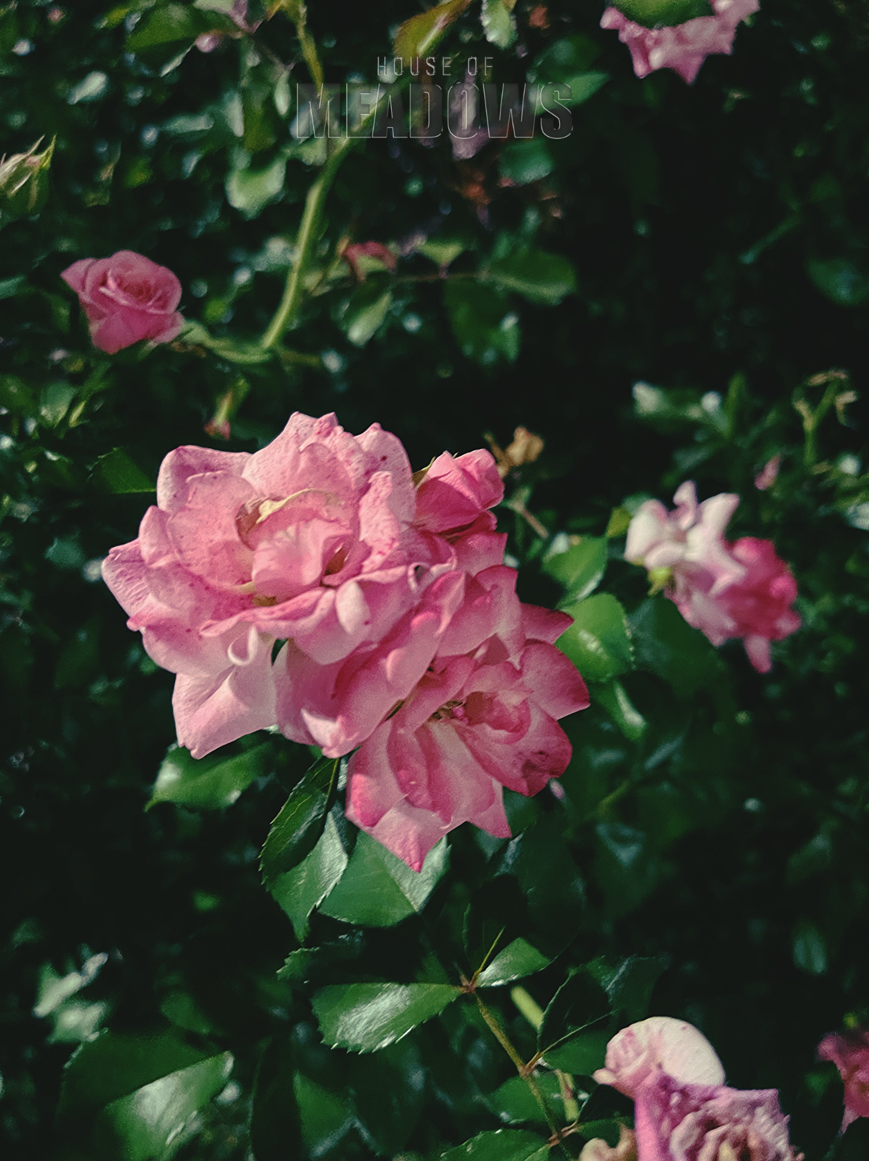 The Garden Blushes Bundle | Botanical Print Digital Download