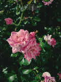 The Garden Blushes III | Botanical Print Digital Download