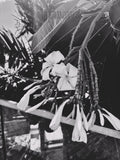 Paradis No. 8 (Shadow) | Botanical Print Digital Download
