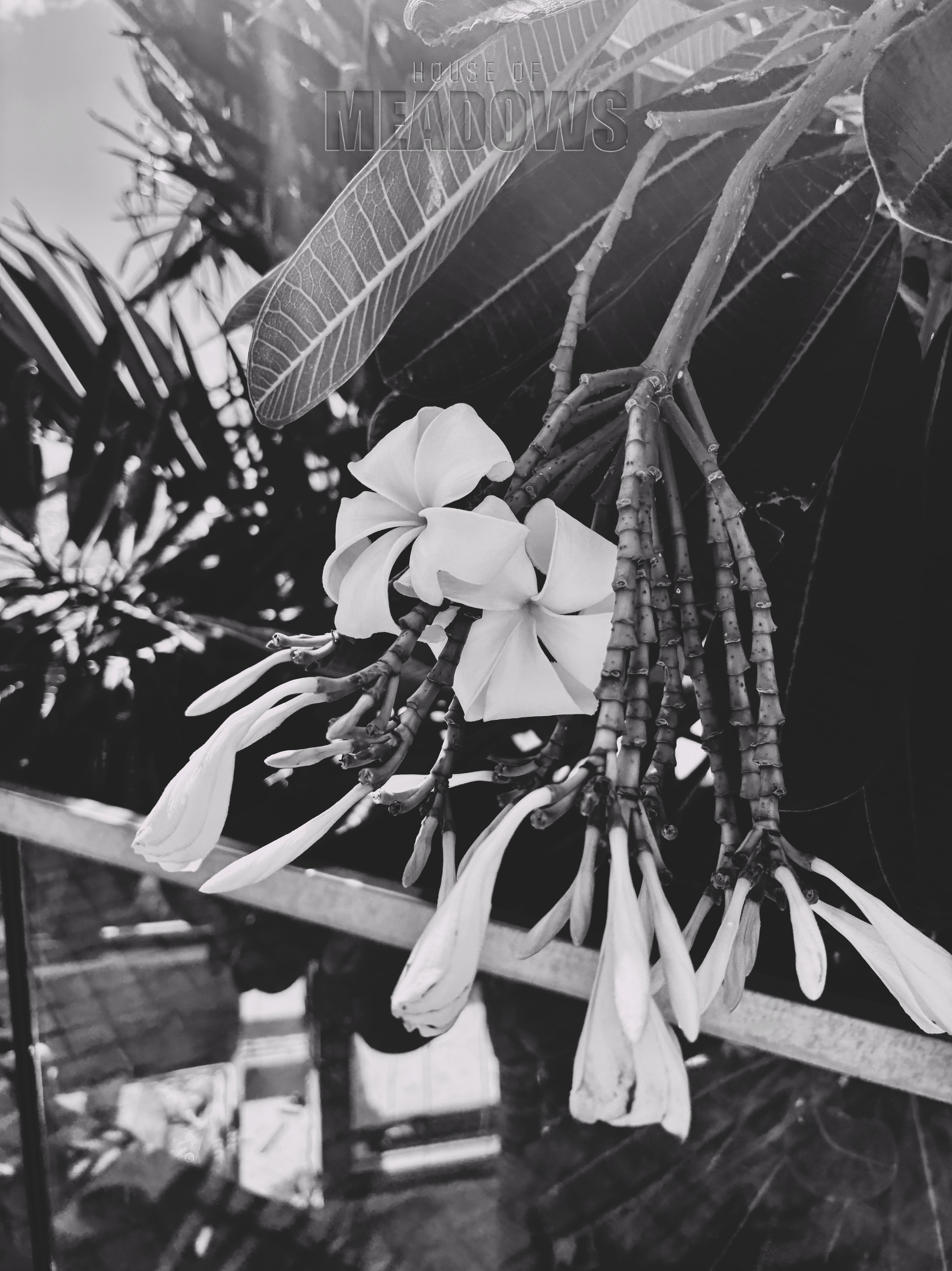Paradis No. 8 (Shadow) | 5x7 Botanical Postcard