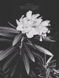 Fatal Attraction (Shadow) | Botanical Print Digital Download