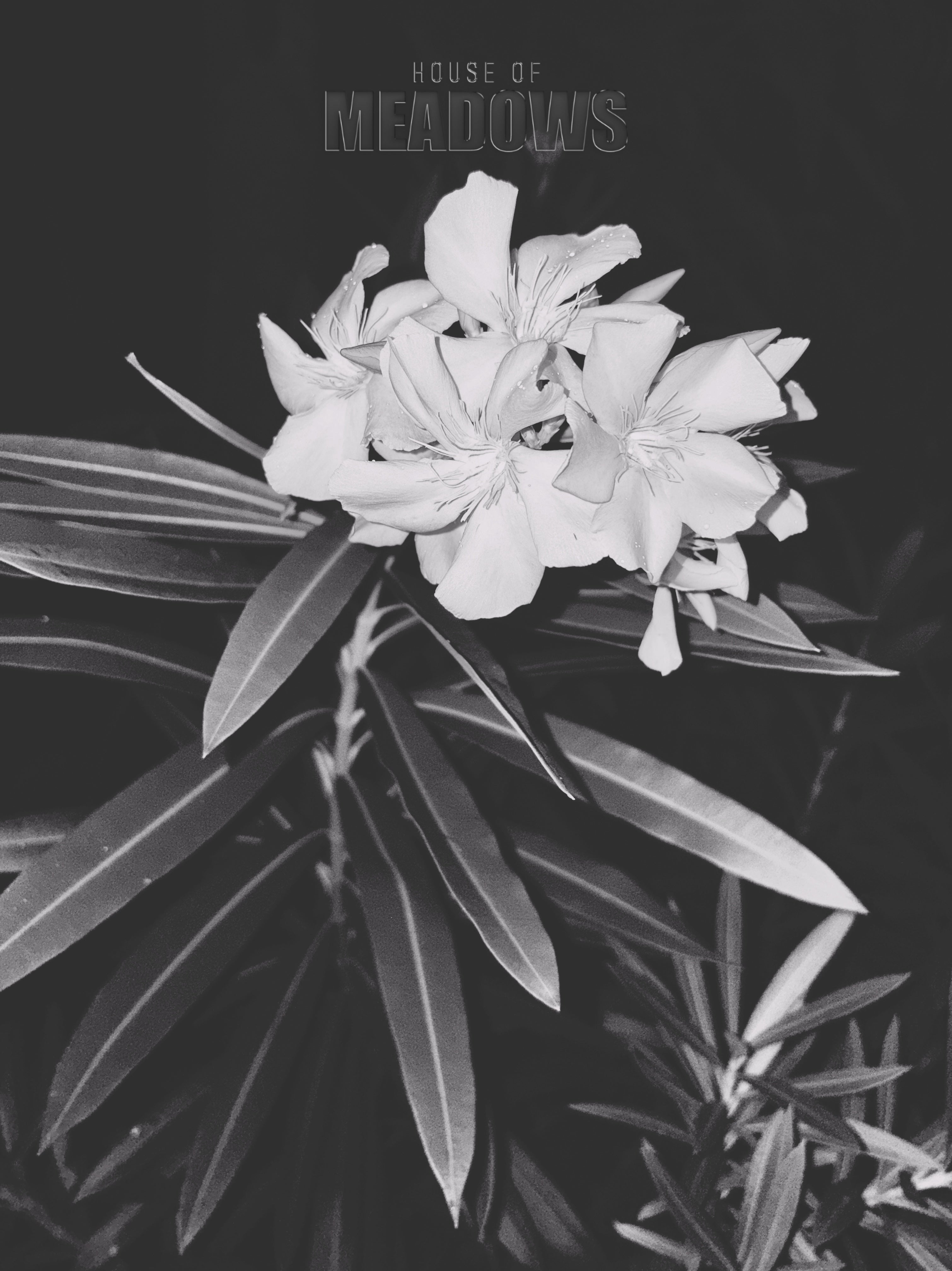 Fatal Attraction (Shadow) | Botanical Print Digital Download