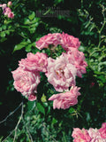 The Garden Blushes II | Botanical Print Digital Download