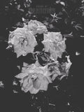 The Garden Blushes I (Shadow) | 5x7 Botanical Postcard