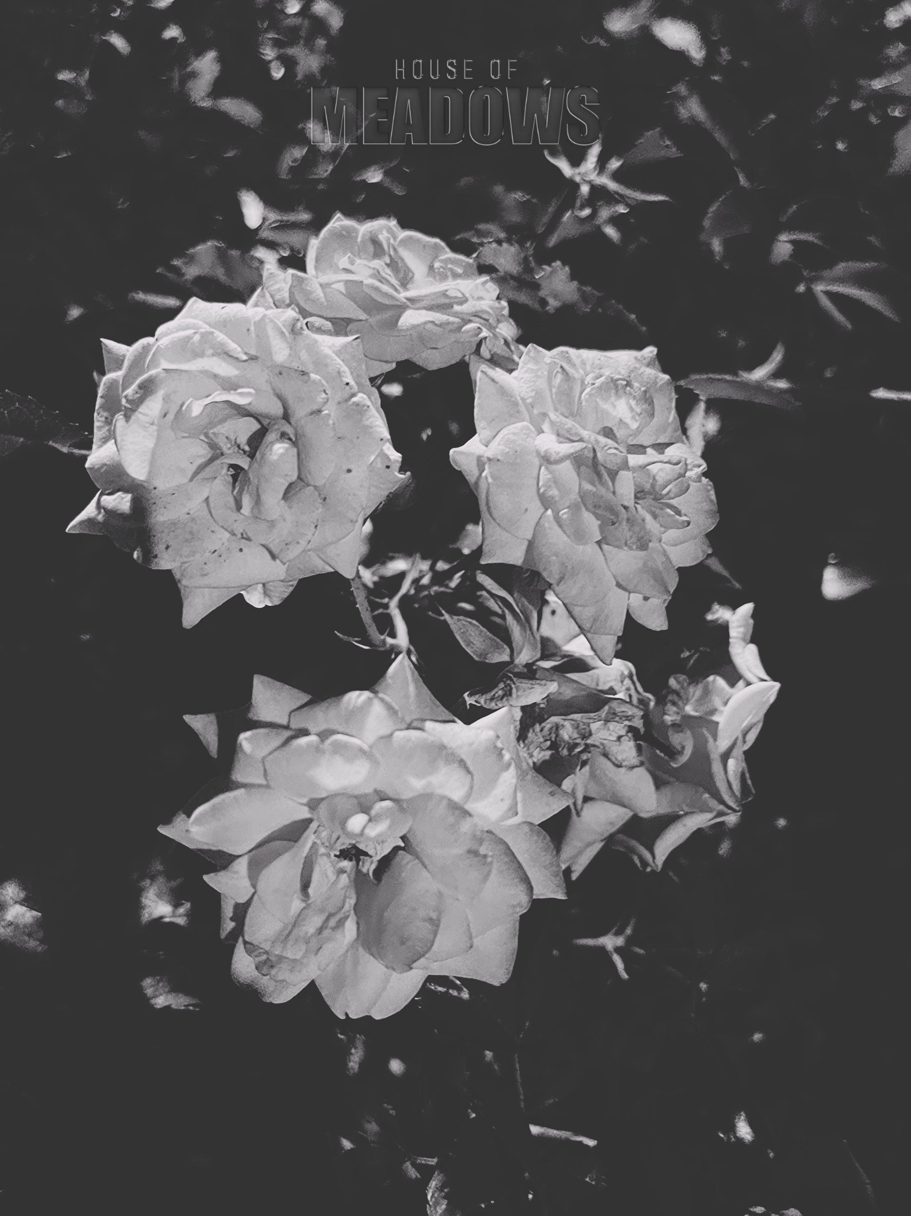 The Garden Blushes Bundle (Shadow) | Botanical Print Digital Download