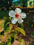 Before We Left I | Botanical Print Digital Download