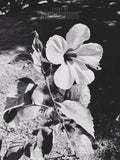 Before We Left II (Shadow) | Botanical Print Digital Download