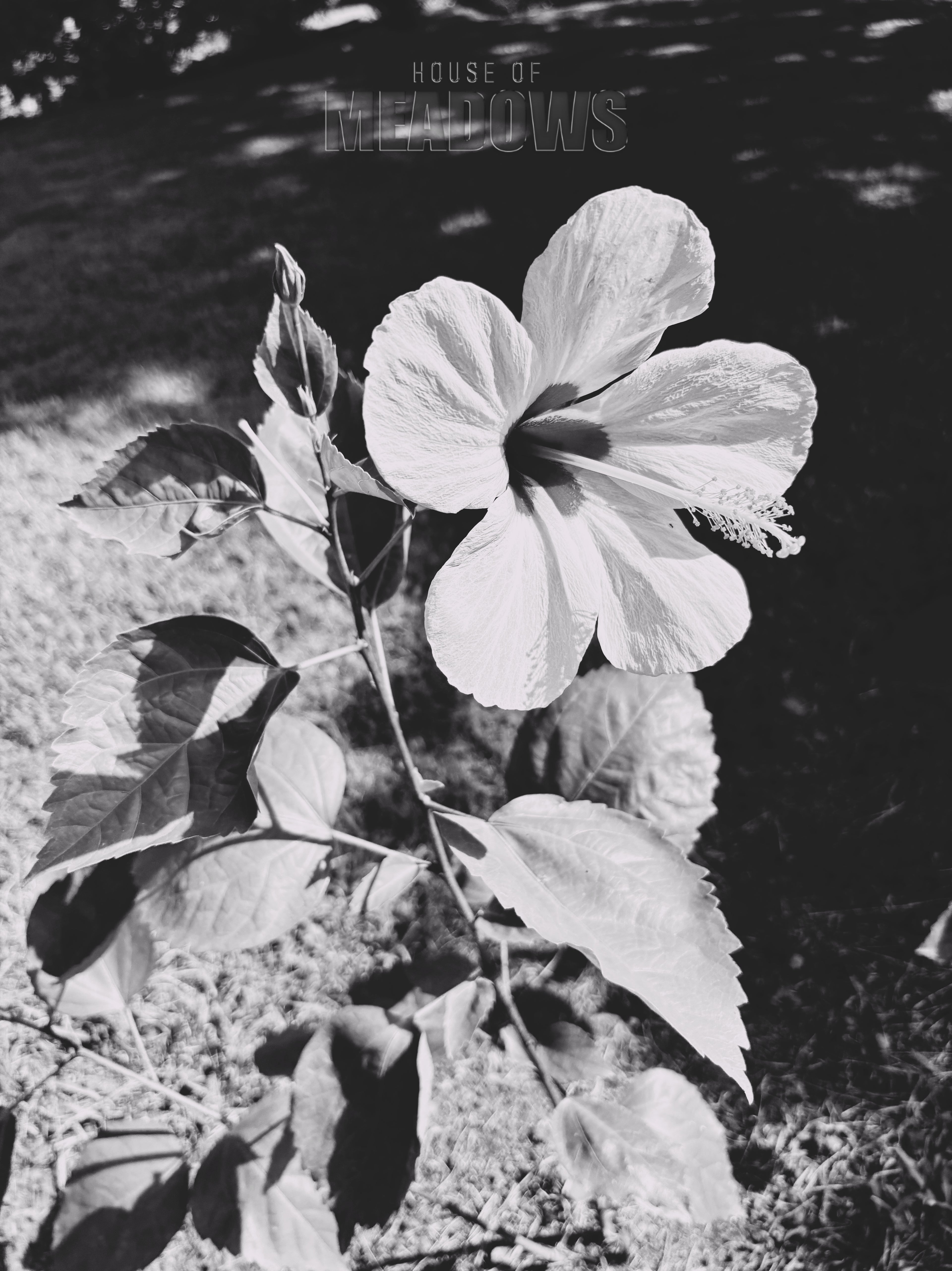 Before We Left II (Shadow) | Botanical Print Digital Download