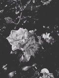 The Garden Blushes III (Shadow) | Botanical Print Digital Download