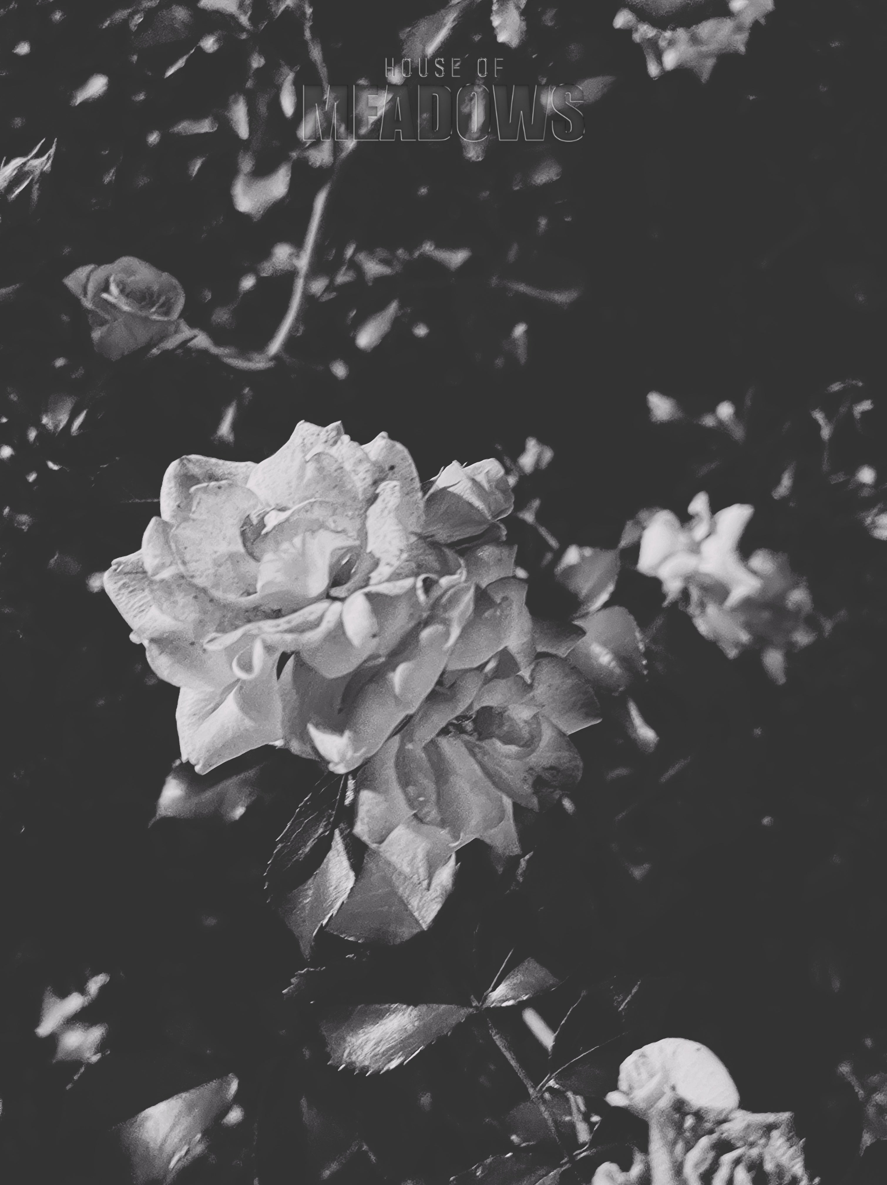 The Garden Blushes Bundle (Shadow) | Botanical Print Digital Download