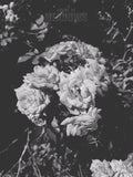 The Garden Blushes II (Shadow) | Botanical Print Digital Download