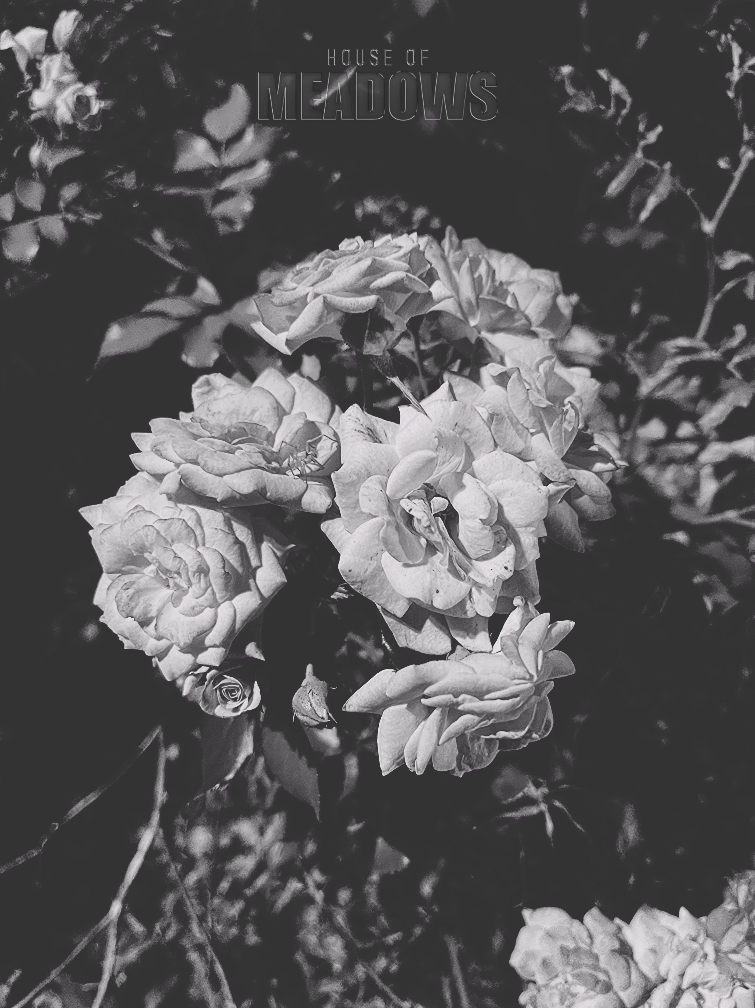The Garden Blushes Bundle (Shadow) | Botanical Print Digital Download